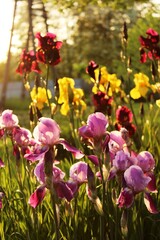 Multicolored irises bloom in the rays of the sun. © Ihor Chyhrinets