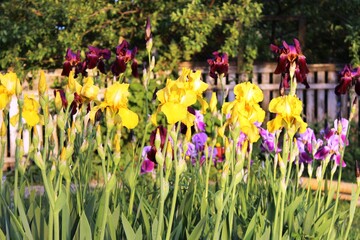 Multicolored irises bloom in the rays of the sun. © Ihor Chyhrinets