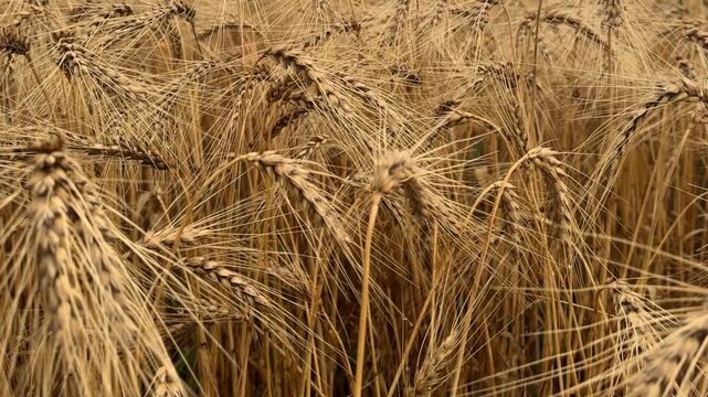 Golden Cereal Field Panning View