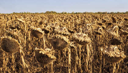 Field of withered sunflowers with drooping heads and dry stalks under a clear blue sky, agricultural landscape after harvest in late summer season © gibon