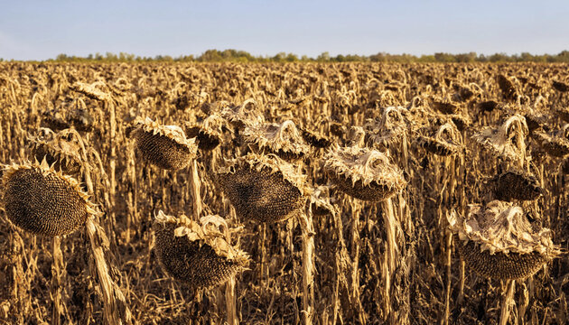 Field of withered sunflowers with drooping heads and dry stalks under a clear blue sky, agricultural landscape after harvest in late summer season