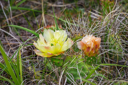 Pale Yellow and Salmon Colored Prickly Pear Cactus Bloom in Saskatchewan Natural Grassland at Douglas Provincial Park