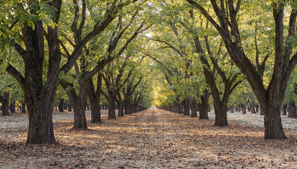 A long alley of walnut trees with green leaves forming a canopy over a dry dirt path covered in fallen leaves during the golden hour © gibon