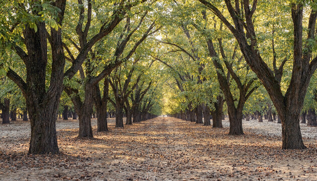 A long alley of walnut trees with green leaves forming a canopy over a dry dirt path covered in fallen leaves during the golden hour
