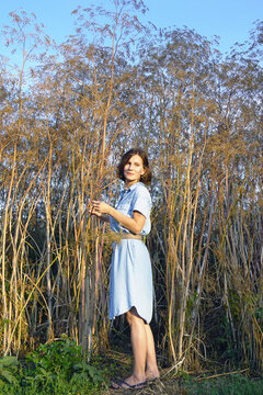 Woman holding towering poison hemlock stem beside natural thicket during golden hour. Emphasizes plant height comparison, immersive seasonal nature experience, and non-cultivated ecosystems. 