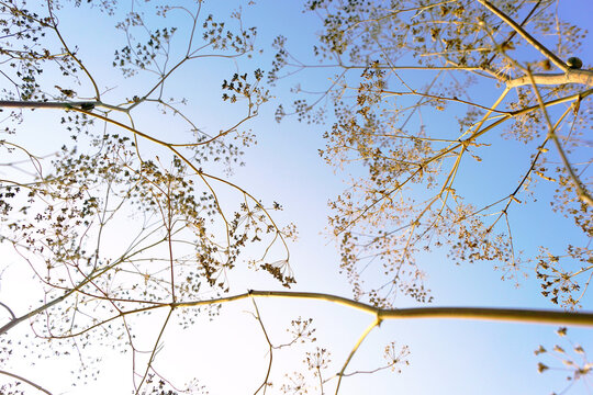 Dried hemlock umbels branch outward in skeletal patterns against blue sky. Symbolizes seasonal seed dispersal structure, fragile botanical architecture, and quiet transition toward winter dormancy.