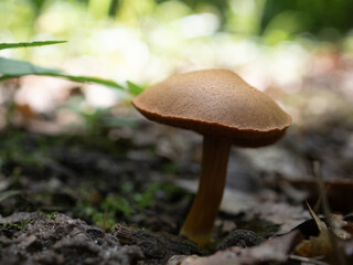 stock background some abstract mushroom forest © Shahna