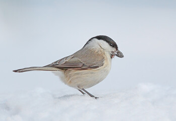 Close-up of a marsh tit standing on snow, holding a sunflower seed in its small black beak. © VOLODYMYR KUCHERENKO