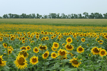 Obraz premium Wide Sunflower Field in Bloom Ukraine