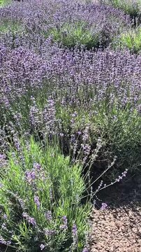  Lush lavender field in full bloom under bright sunlight, surrounded by greenery and vibrant flowers, creating a serene and aromatic landscape perfect for nature lovers