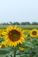 Fototapeta premium Sunflower Head Panning View Agriculture Field