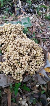 stock of lanzones  fruit.
