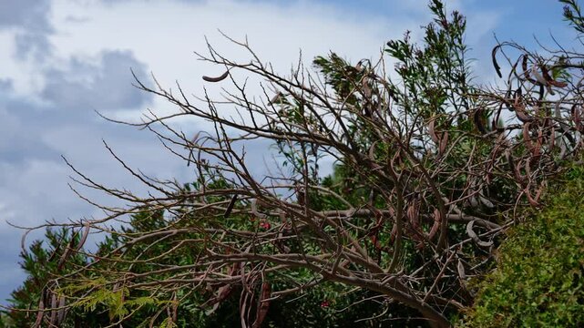 Carob tree branches with ripe pods swaying in the strong wind