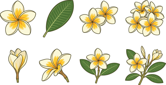 Tropical Plumeria and Frangipani Flower Vector Set with White Yellow Blossoms, Fresh Green Leaves, and Botanical Buds for Floral Wedding Stationery Layouts