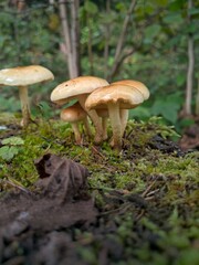 mushroom in the forest © Svitlana