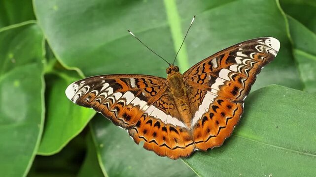 Lebadea martha butterfly has just emerged from its pupa and is basking in the sun on leaf. The Knight, white-striped butterfly, has orange-brown wings with black and white wavy patterns. Philodendron
