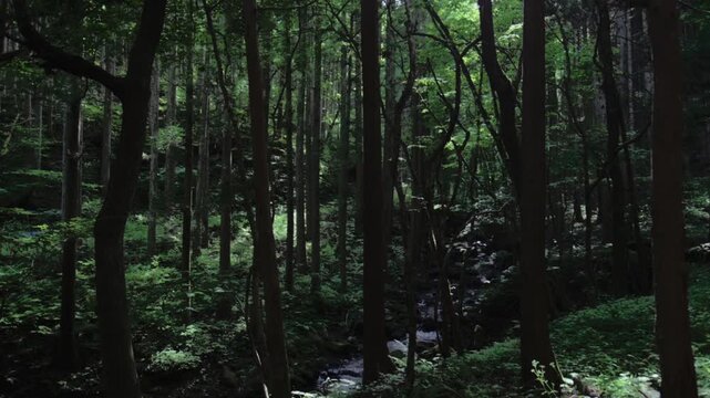 木漏れ日が差し込む渓流沿いの森林 シネマティックな自然風景
