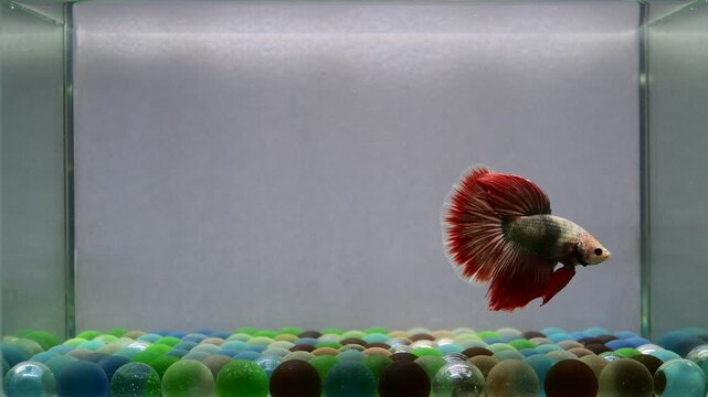 Betta fish male fancy rose gold copper halfmoon long tail from Thailand, Siamese fighting fish on isolated Grey background.