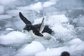 Adelie penguin among the ice near Antarctica © willtu