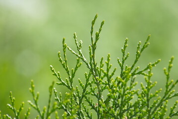 Close-up of green thuja branch with bright bokeh background © Grigor