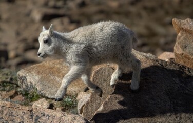 Obraz premium Mountain Goat (Oreamnos americanus) kid baby at Mount Blue Sky, Colorado