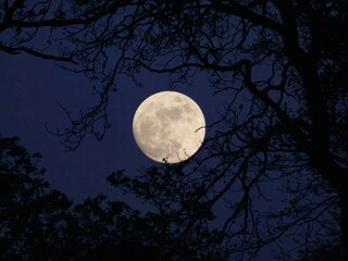 Fototapeta premium A luminous full moon rises behind delicate tree branches against a dark night sky. A dramatic celestial scene perfect for astronomy, nature, Halloween themes and peaceful nighttime backgrounds.