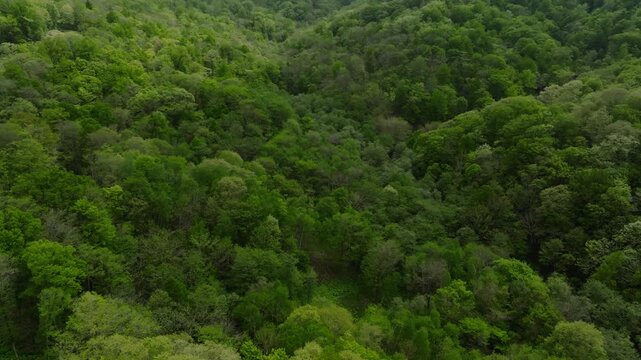 新緑が織りなす広葉樹の森 シネマティックなドローン空撮映像