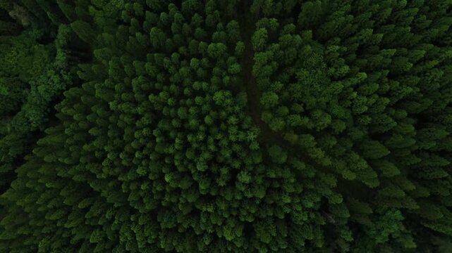 真俯瞰で広がる日本の森林 ドローンによる空撮映像
