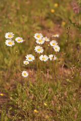daisies in a field © Svetlana