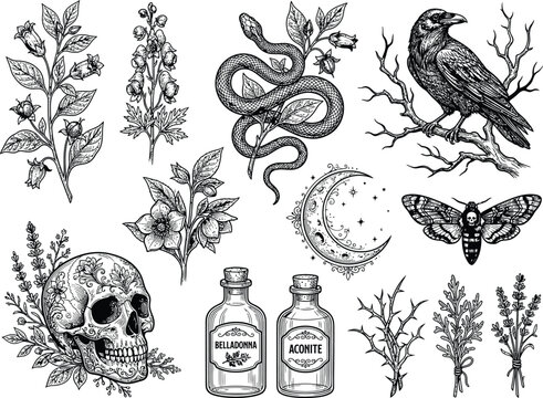 Floral skull and occult gothic vector set, belladonna aconite poison bottles, crow raven, coiled snake, deaths head hawkmoth, crescent moon, botanical