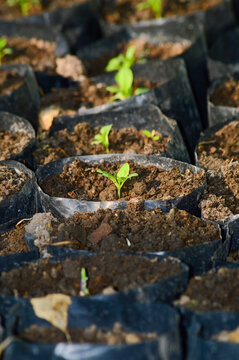 A young green plant growing in a black plastic polybag, placed on the ground in a nursery or garden. The image shows healthy seedling with fresh leaves, ideal for concepts of agriculture, farming, gar