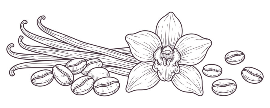 Vanilla bean pods orchid flower and coffee beans sketch illustration.