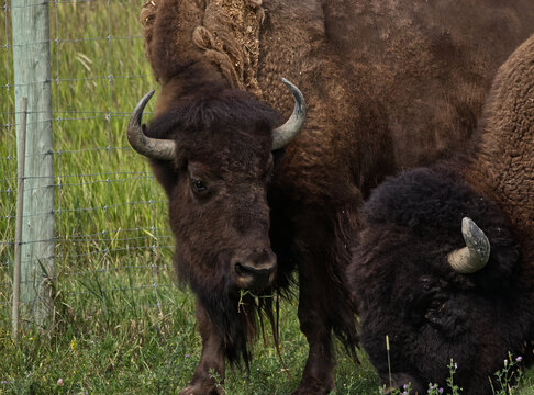 Two bull bison grazing together. 
