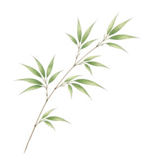 Fototapeta premium PNG Elegant bamboo branch illustration