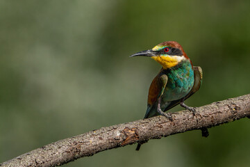 Obraz premium Bee-eater.
