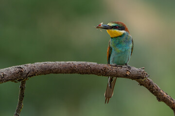Obraz premium Bee-eater.