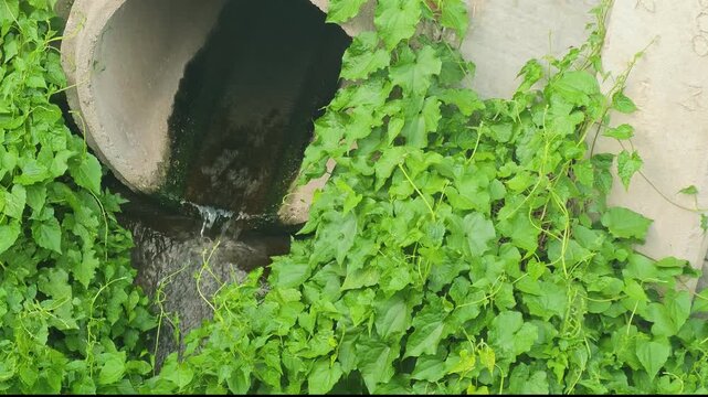 An industrial waste water is draining into public sewer, it surrounded by wild green plants. Representing urban water pollution, sewage system management. Environmental impact from industrial activity