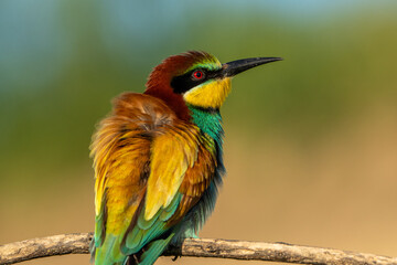 Obraz premium Bee-eater.