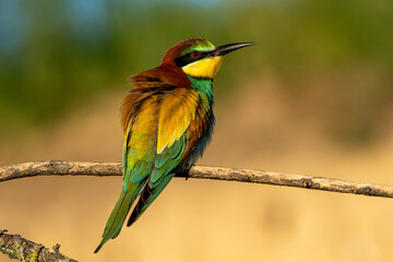 Obraz premium Bee-eater.