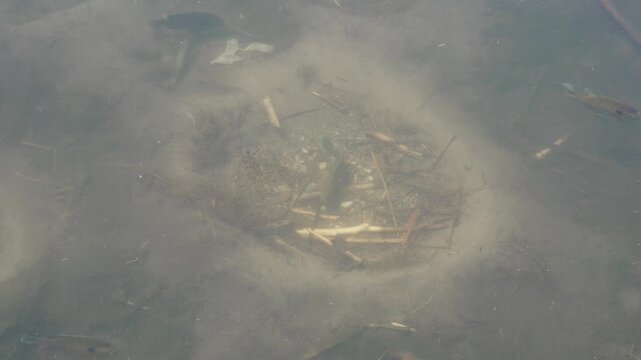 A close-up underwater view showing a single fish, possibly a bass or sunfish, repeatedly swimming in tight circular patterns over a meticulously cleared, sandy depression, likely guarding a nest.