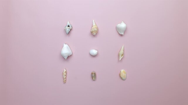 Minimalist stop motion style seashells layout on pastel pink