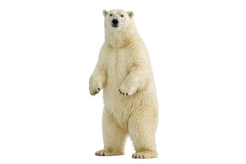 Polar bear standing on hind legs isolated PNG, full body arctic bear upright pose on transparent background, wild animal stock photo © Bright Stock