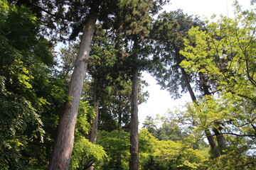Fototapeta premium Tall Cedar Trees in Japanese Forest