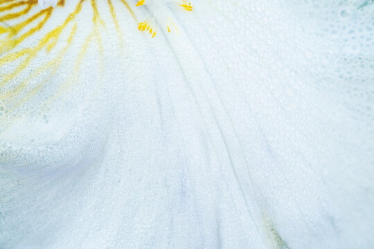 Iris petal macro texture with yellow stamen detail
