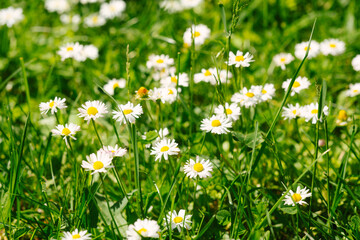 Fototapeta premium Field of white daisies with green grass