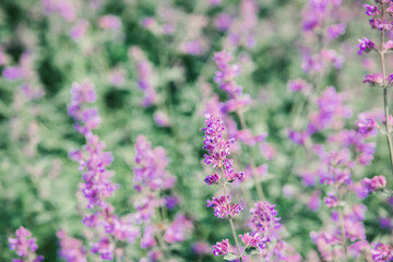 Obraz premium Vibrant purple flowers blooming in a lush garden during sunny spring day