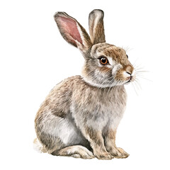 Wild Rabbit in watercolor style, vector illustration, isolated on white background.