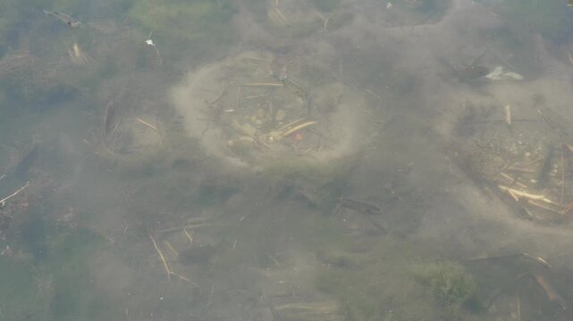 A clear underwater view of small fish swimming around circular nests built on the sandy bottom of a shallow park pond, capturing natural wildlife behavior.