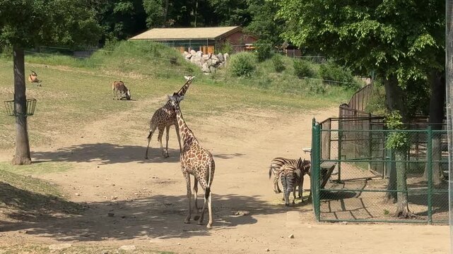 Reticulated giraffes Giraffa reticulata and plains zebras Equus quagga grazing in African safari zoo enclosure landscape