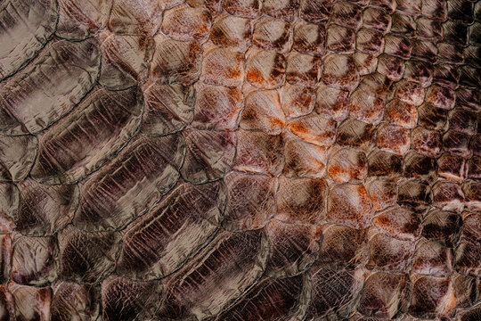 Python skin leather texture with natural snakeskin scale pattern and glossy exotic surface